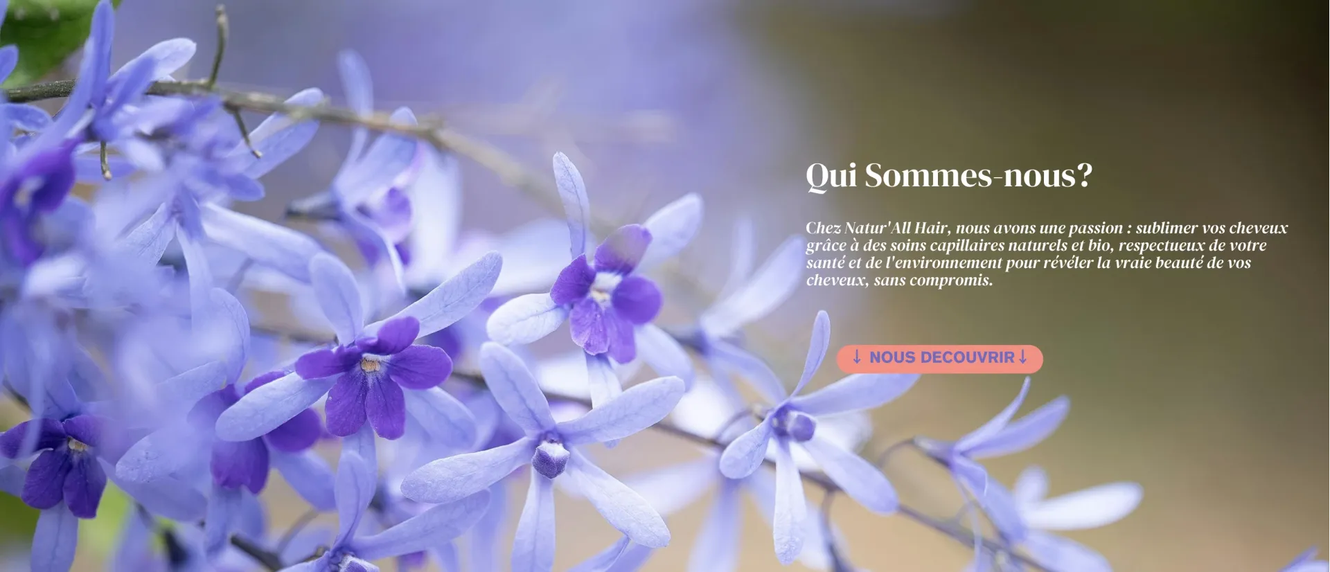 CiMarket - Collections Banners - Banner 2